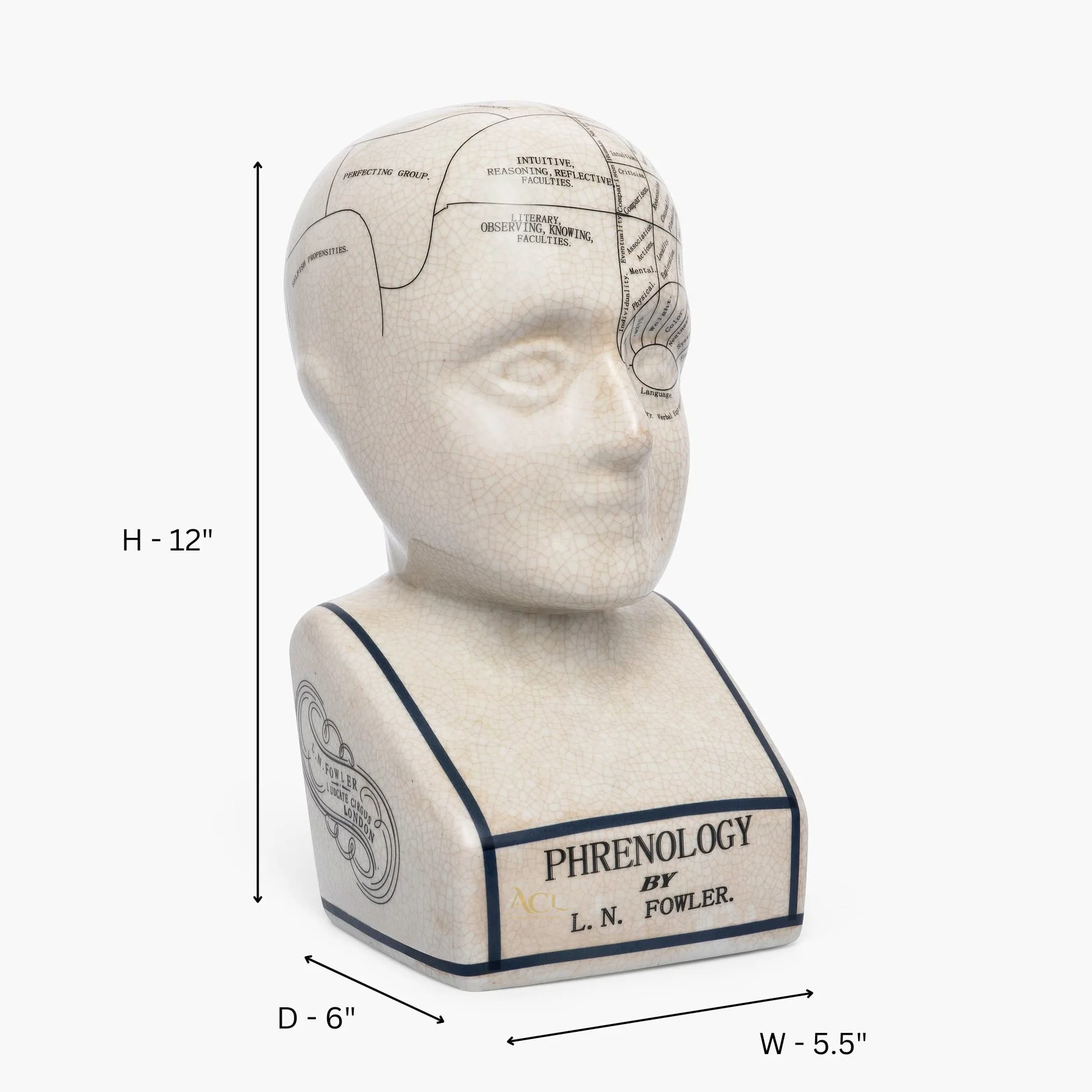 ACL Tête de phrénologie - Ornement en céramique à Collectionner - Buste rétro - Finition émaillée - Bureau de médecin - LN Fowler - Statue de Conte de Fortune - Sensations du Cerveau - 28 cm - Blanc